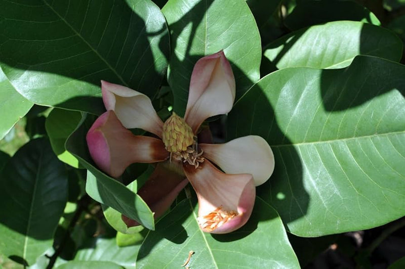 Magnolia insignis evergreen fragrant blumen samen for fragrant magnolias