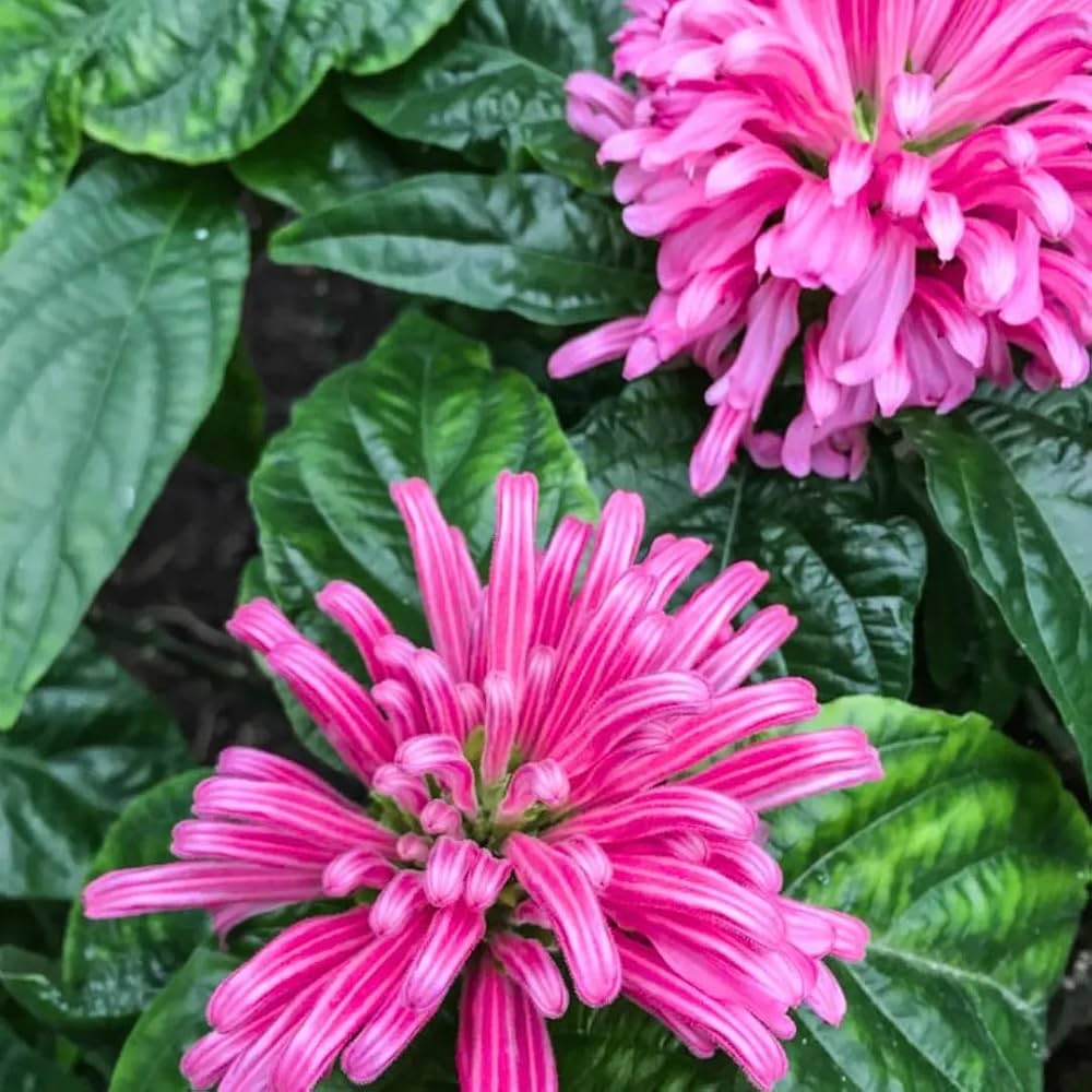 Flamingoblume Blumensamen zur Aussaat – Anzucht – Traditionssorte & ohne Gentechnik Samen Hausgarten
