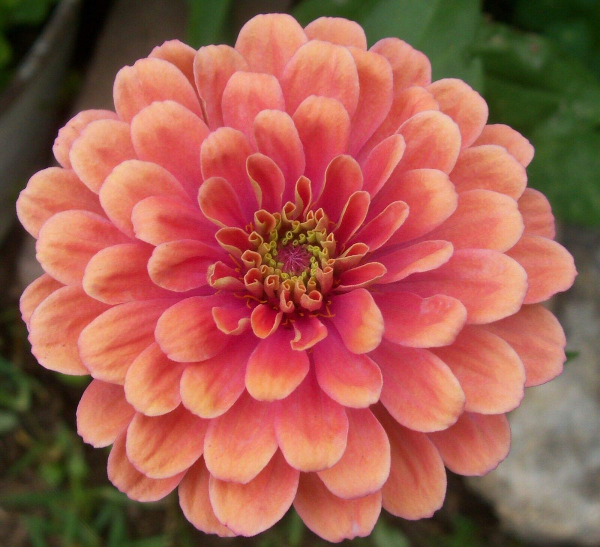 Zinnia (zinnia salmon) samen for anpflanzung in home garten