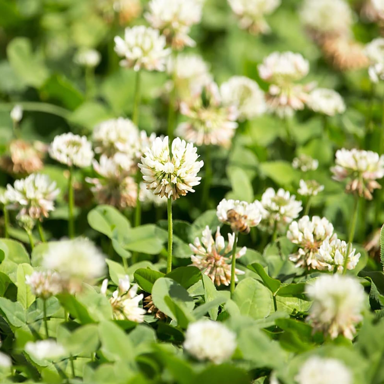 Dutch Blumensamen zur Aussaat – lang Blüte Saison – Traditionssorte & ohne Gentechnik Samen Hausgarten