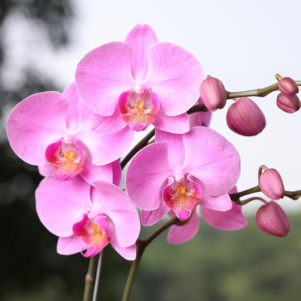 Lila Schmetterlingsorchidee Orchidee Blumensamen zur Aussaat kompakt Wuchs Traditionssorte & ohne Gentechnik Samen Hausgarten