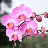 Lila Schmetterlingsorchidee Orchidee Blumensamen zur Aussaat kompakt Wuchs Traditionssorte & ohne Gentechnik Samen Hausgarten