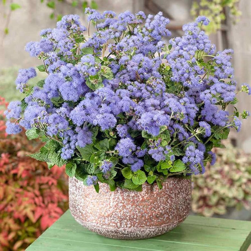 Pezzi di semi di piante blau ageratum
