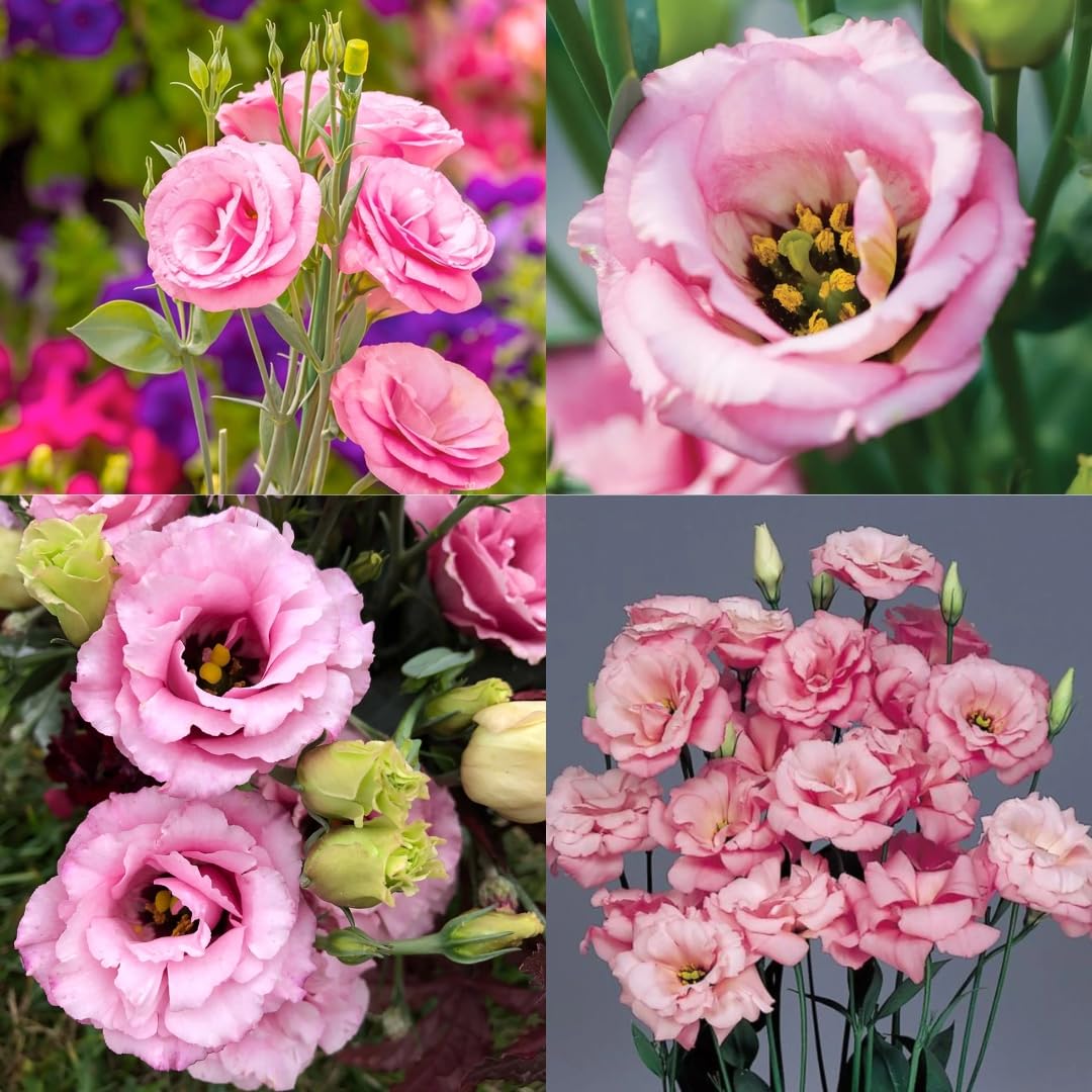 Rosa Picotte Lisianthus (Lisianthus) Blumensamen zur Aussaat – leuchtend Blüten – Traditionssorte & ohne Gentechnik Samen Hausgarten