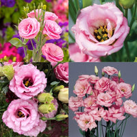 Rosa Picotte Lisianthus (Lisianthus) Blumensamen zur Aussaat – leuchtend Blüten – Traditionssorte & ohne Gentechnik Samen Hausgarten