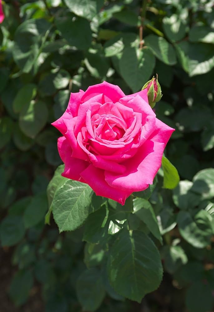 Rose Samen zur Aussaat Rosa Hybrida Gemischt petals romantic Garten Blume Beet