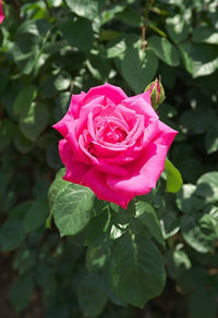 Rose Samen zur Aussaat Rosa Hybrida Gemischt petals romantic Garten Blume Beet