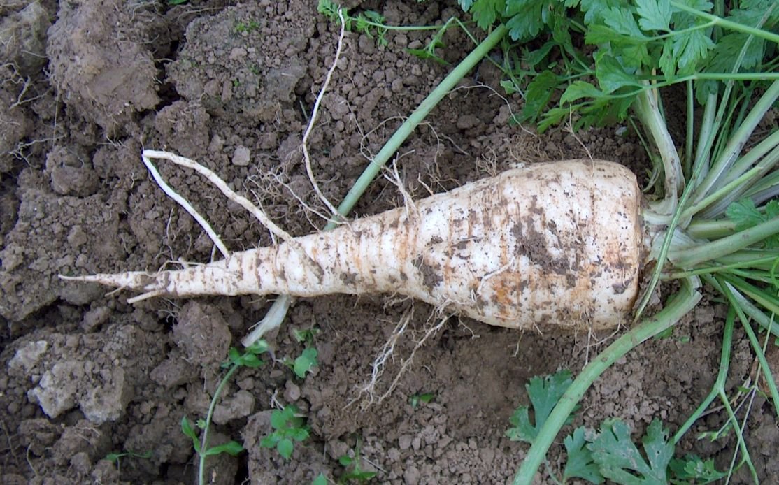 Hamburg Root Parsley Samen (Petroselinum Cr. tuberosum) Dual-Use
