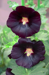 Stockrose Blume Alcea rosea Samen zur Aussaat urban Garten Hausgarten