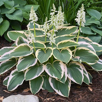 Hosta lily hosta spp. for anpflanzung in shade garten