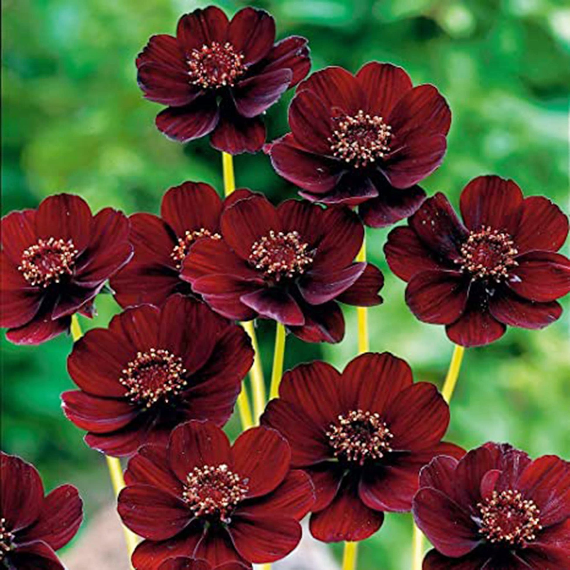 Marron Atrosanguineus Blumensamen zur Aussaat – robust Sorte – Traditionssorte & ohne Gentechnik Samen Hausgarten