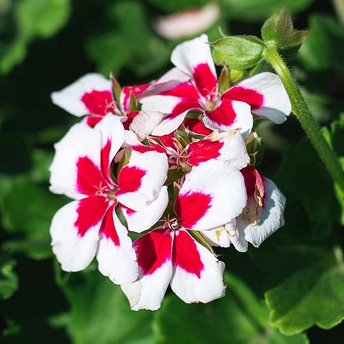 Rot weiß geranium blume samen for anpflanzung - compact growth, heirloom & gmo free samen for home garten
 
 sale for anpflanzung in home garten