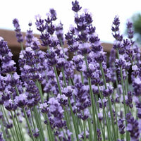 Lavendel Blumensamen zur Aussaat Lavandula Angustifolia duftend Beds