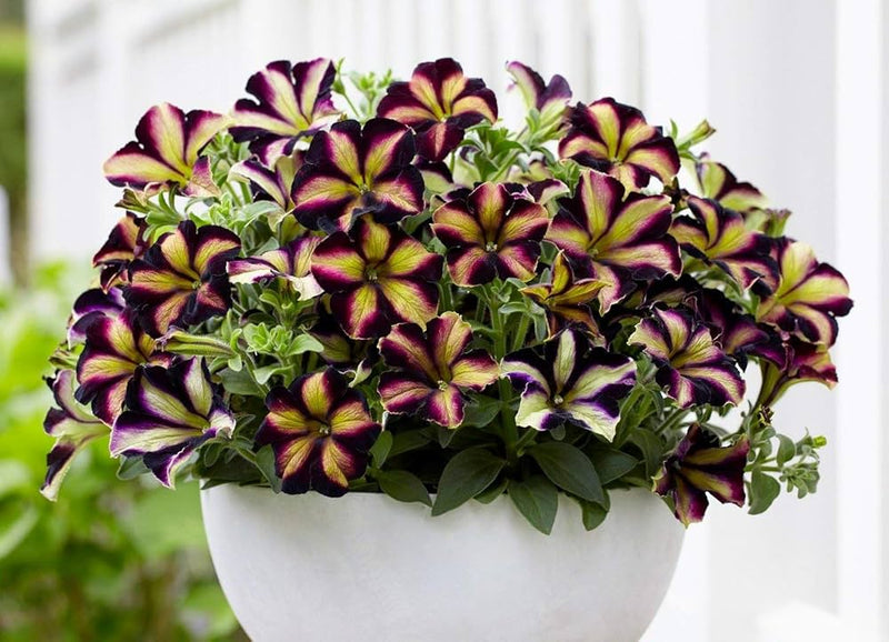 Pelletta petunia ultra semi plum vertical samen