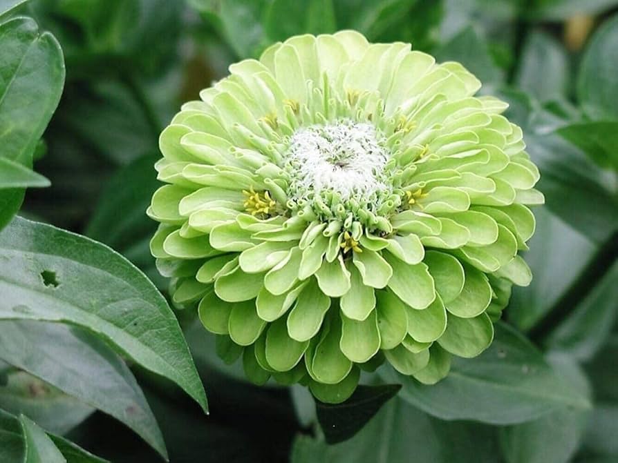Grün zinnia envy chartruse double selection samen for vibrant garten blumen