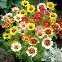 Painted Daisy Chrysantheme Blumensamen