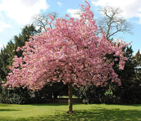 Japanese Cherry Blossom Prunus serrulata Blumensamen zur Aussaat Garten