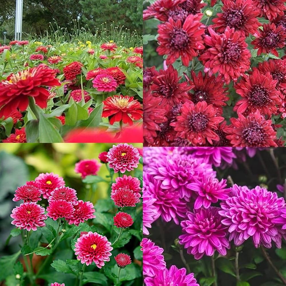 klein Rosa Chrysantheme Blumensamen zur Aussaat – Bestäuber freundlich – Traditionssorte & ohne Gentechnik Samen Hausgarten