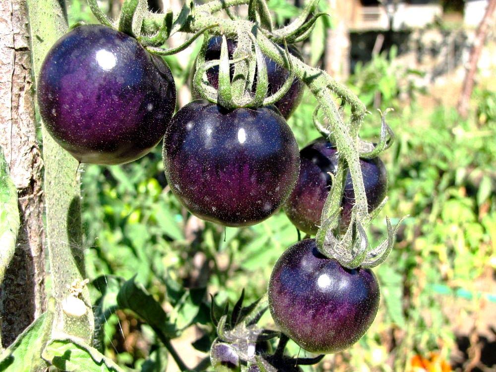 Lila Tomate Samen Solanum lycopersicum zum Pflanzen in Raised Bed and Urban Garden