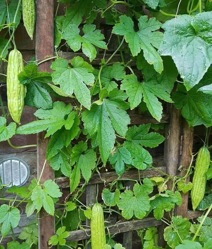 Bitter melon samen für healthy gemüse aussaat samen