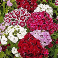 Gemischt Barbatus Blumensamen für eine farbenfrohe Aussaat