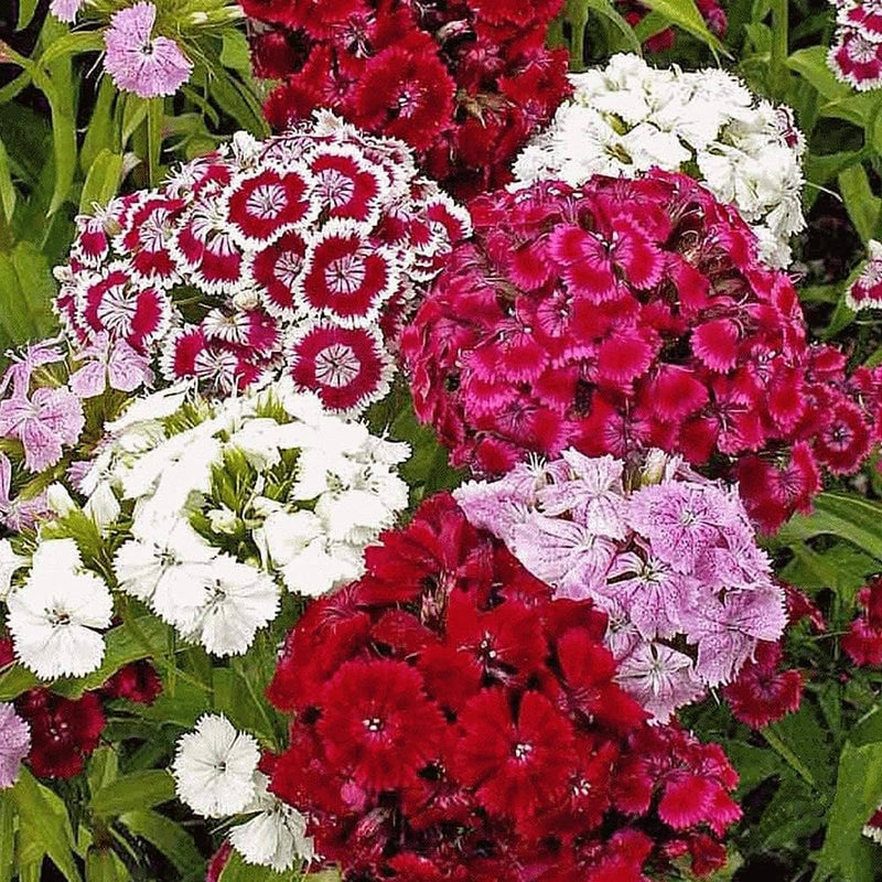 Gemischt Barbatus Blumensamen für eine farbenfrohe Aussaat