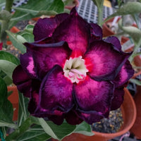 Wüstenrose Obesum Blumensamen zur Aussaat pflegeleicht Traditionssorte & ohne Gentechnik Samen Hausgarten