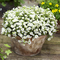 Arenaria Montana Samen zur Aussaat Stein Garten Bodendecker Rabatten