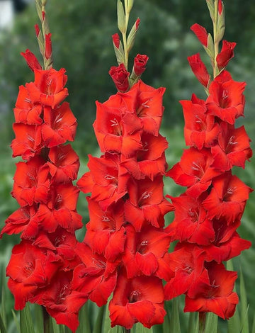 Gladiolus blume samen for anpflanzung - easy to grow, heirloom & gmo free samen for home garten
 
 sale for anpflanzung in home garten.