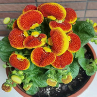 Calceolaria Zapatilla Blumensamen zur Aussaat – robust Sorte – Traditionssorte & ohne Gentechnik Samen Hausgarten