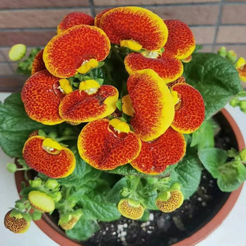 Calceolaria Zapatilla Blumensamen zur Aussaat – robust Sorte – Traditionssorte & ohne Gentechnik Samen Hausgarten