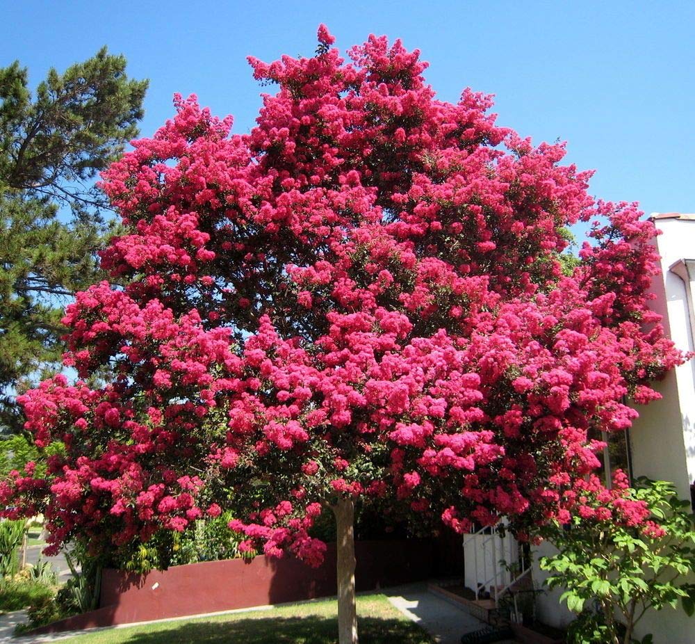 Crepe myrtle lagerstroemia indica tree for yard anpflanzung