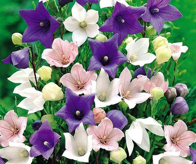 PLATYCODON Balloon Platycodon grandiflorus Gemischt Blumensamen zur Aussaat Blume Beet