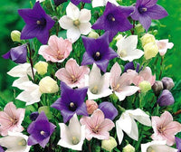 PLATYCODON Balloon Platycodon grandiflorus Gemischt Blumensamen zur Aussaat Blume Beet
