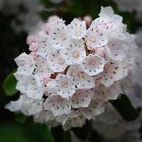 Mountain laurel kalmia latifolia for anpflanzung in woodland garten