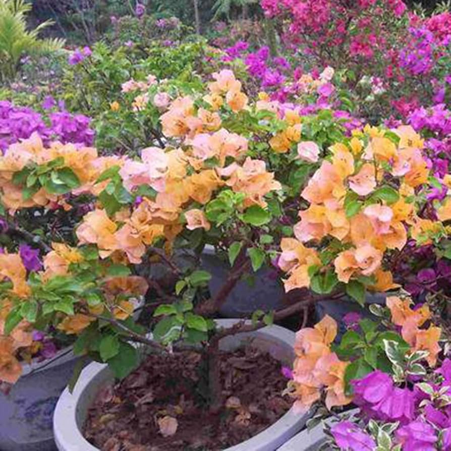 Rosa Gelb Drillingsblume Samen Blumensamen zur Aussaat farbenfroh Schau Traditionssorte & ohne Gentechnik Samen Hausgarten