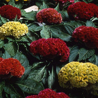 Cockscomb Samen (Celosia) – Curly Blüten
