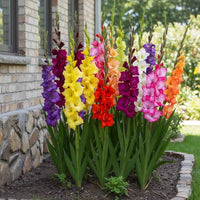 mehrfarbig Gladiole Blumensamen zur Aussaat Anzucht Traditionssorte & ohne Gentechnik Samen Hausgarten