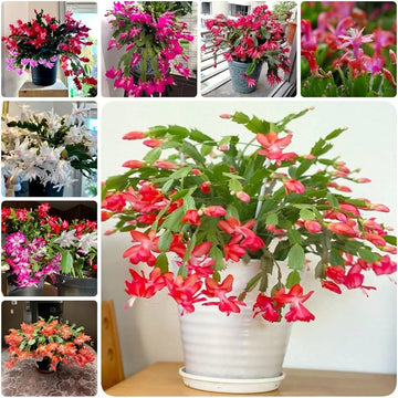 Gemischt Zygocactus Truncatus Blumensamen zur Aussaat – Schnitt Blume beliebt – Traditionssorte & ohne Gentechnik Samen Hausgarten