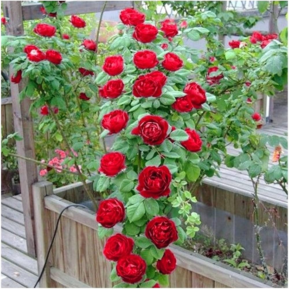 Climbing polyantha rose rosa samen for diy home garten decoration