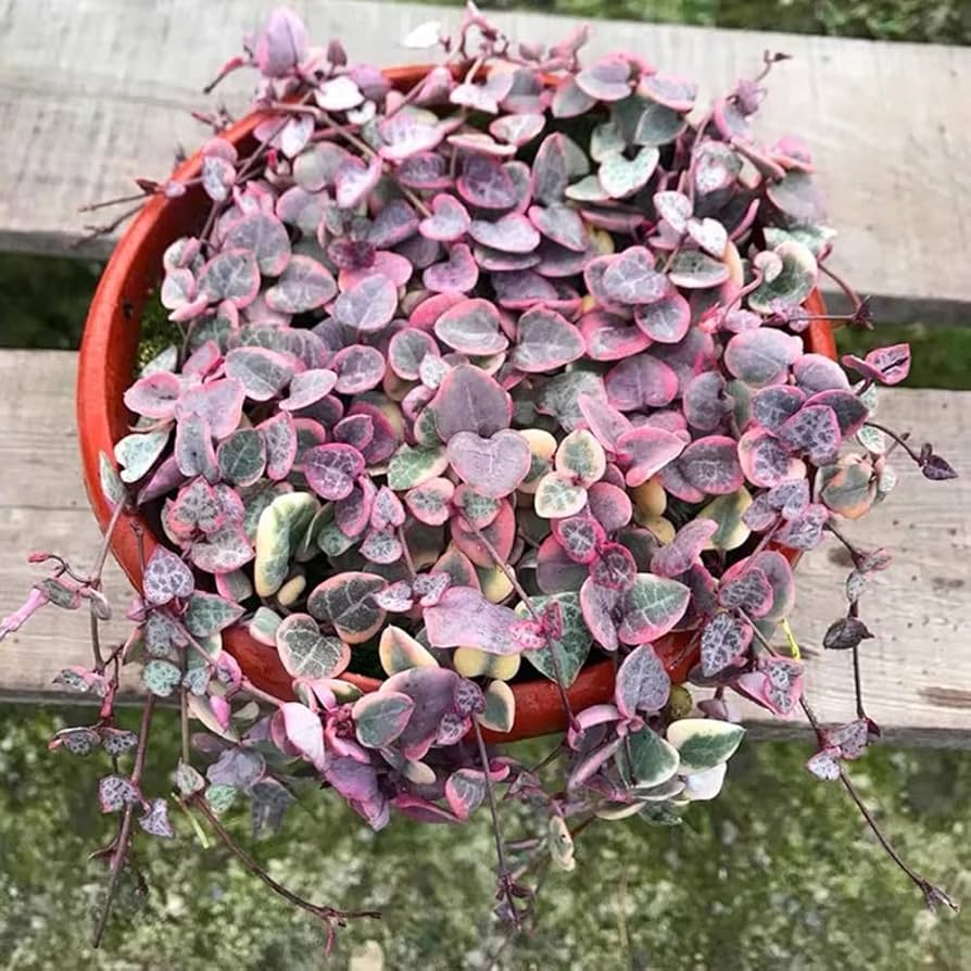 kaufen ceropegia pflanze pflanzung samen collection Stück, 100 Stück