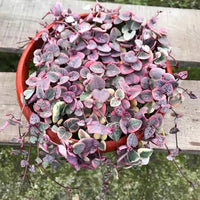 kaufen ceropegia pflanze pflanzung samen collection Stück, 100 Stück