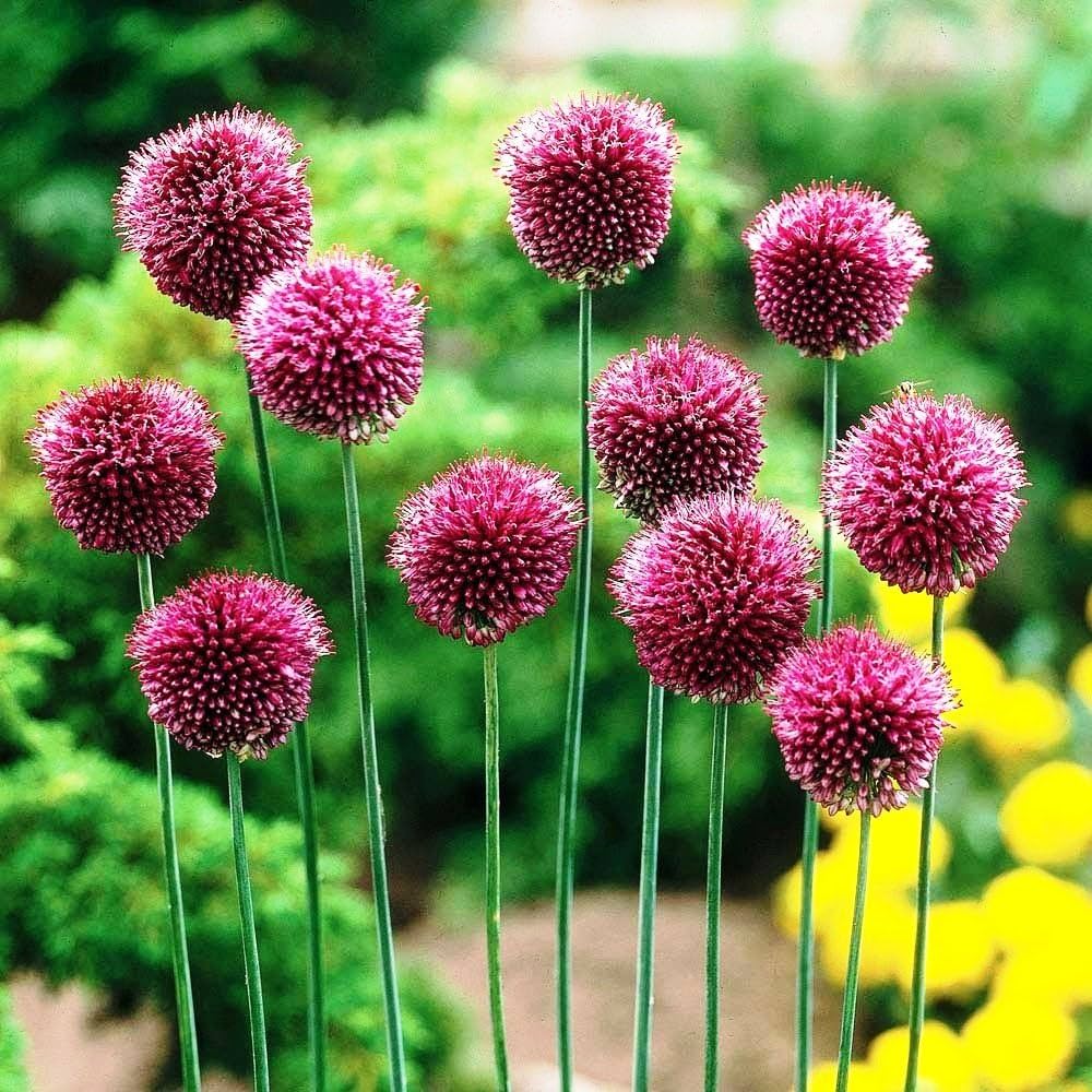 Nickende Zwiebel Allium sphaerocephalon Native Wildblume Samen zur Aussaat Garten