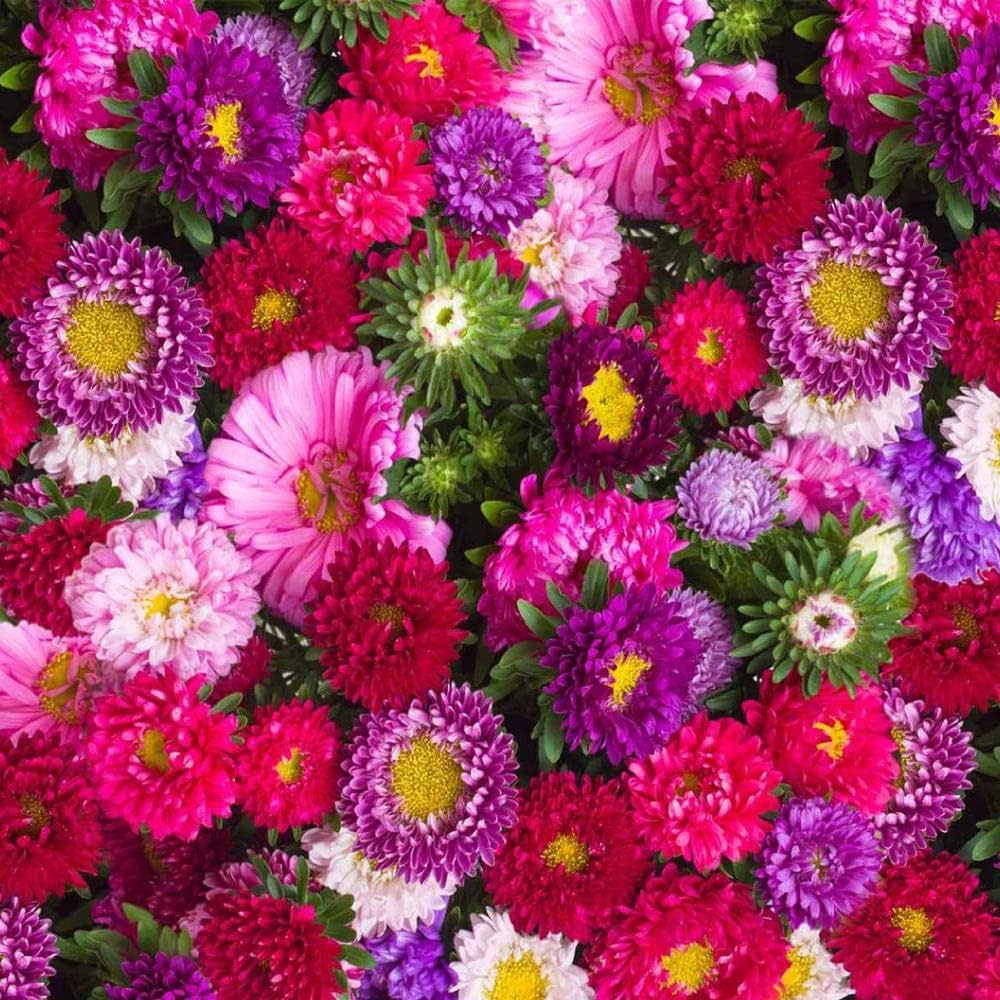 Ostrich plume aster mixed annual blume samen