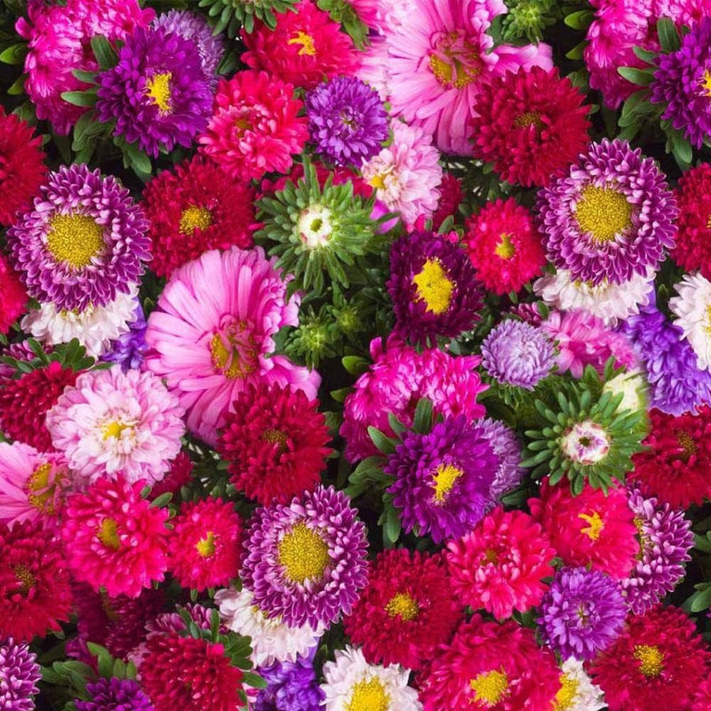 Ostrich plume aster mixed annual blume samen