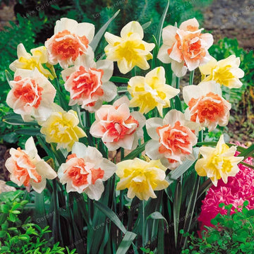 Jonquil blume samen for anpflanzung - easy to grow, heirloom & gmo free samen for home garten
 
 sale for anpflanzung in home garten.