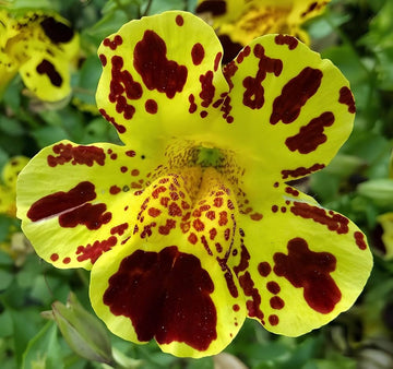 Affenblumensamen monkey blume samen
