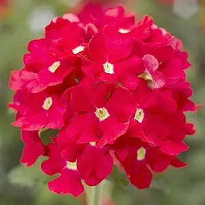 Verbena logro scarlet blume samen for rot blooms