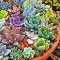 Bonsai Blumensamen Agave Samen – selten Succulent Samen