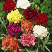 16- Nelke Samen – Nelke Caryophyllus mehrjährig Blume